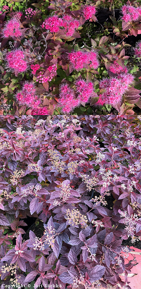 Spiraea japonica 'Mette' tummakeijuangervo